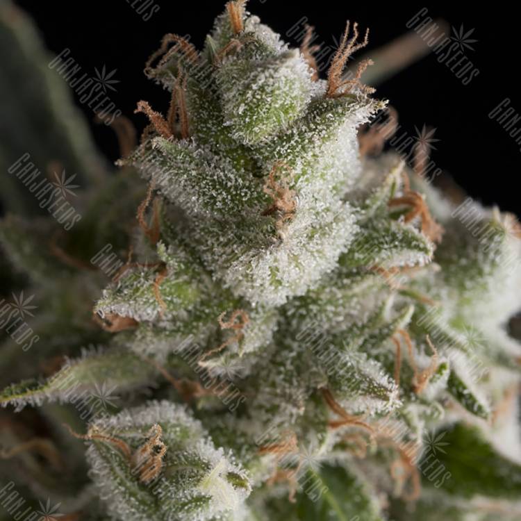 урожайные семена конопли Fresh Candy feminised Pyramid Seeds