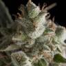 урожайные семена конопли Fresh Candy feminised Pyramid Seeds