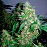 Семена каннабиса Critical Kush feminised Ganja Seeds