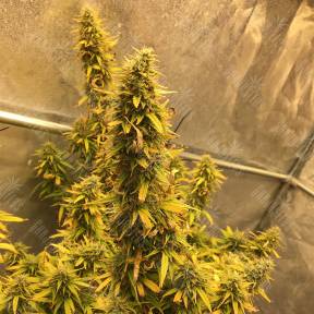 Auto Big Bud XXL feminised Ganja Seeds