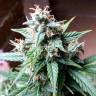 семена конопли для курения Bubba Kush feminised