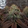 семена конопли медицинской Bubba Kush feminised
