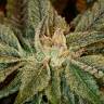семена конопли с доставкой Bubba Kush feminised