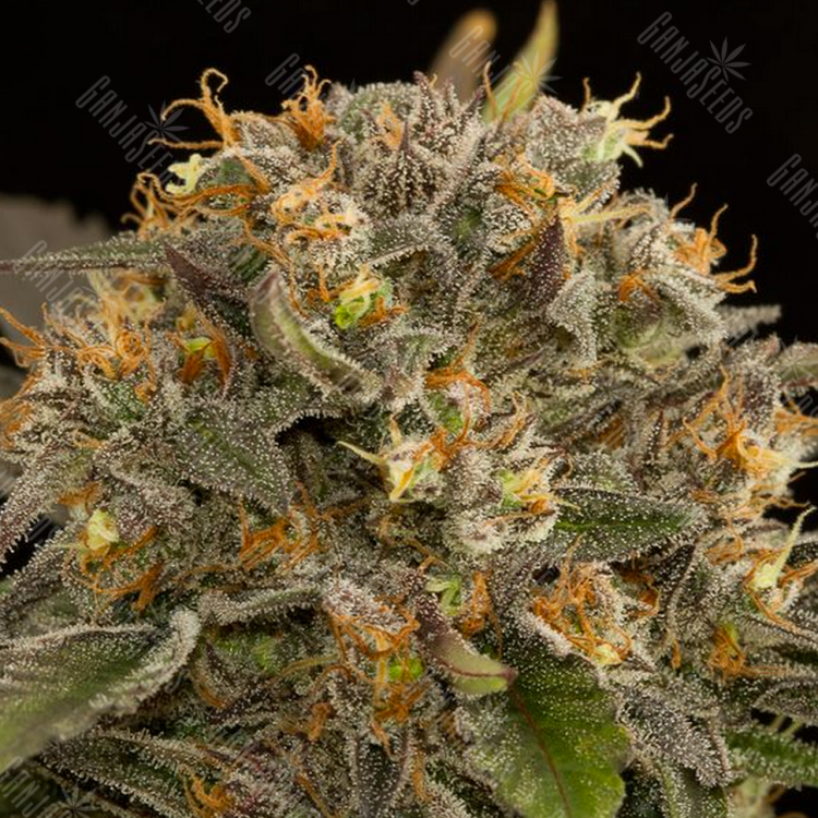 Заказать в России Auto Blue Kush feminised
