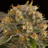 Заказать в России Auto Blue Kush feminised