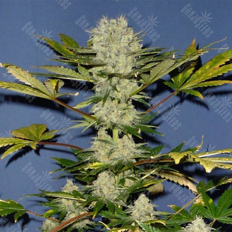 качественные семена конопли Auto Power Skunk regular