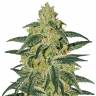 где можно заказать семена конопли Afghan Hash Plant regular Barneys Farm