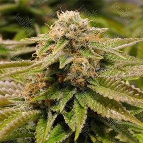 Gorilla Breath feminised Humboldt Seeds