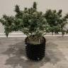 заказ семян конопли Galaxy feminised Pyramid Seeds
