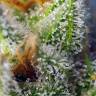 семена конопли для посадки купить Crystal Candy F1 Fast Version feminised Sweet Seeds
