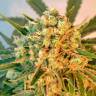 Семена марихуаны Freddy's Best feminised Ganja Seeds