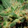 Семена каннабиса Freddy's Best feminised Ganja Seeds