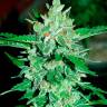 Недорогие семена марихуаны Auto Jack 47 feminised Ganja Seeds