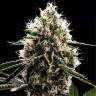Семена конопли Do-Si-Dos feminised Ganja Seeds