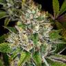 Семена каннабиса Do-Si-Dos feminised Ganja Seeds