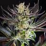 Купить семена Do-Si-Dos feminised Ganja Seeds