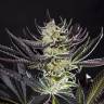 Купить семена конопли Do-Si-Dos feminised Ganja Seeds